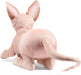 Sphynx Cat - Saltire Games