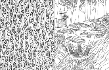 Fantastic Fungi: The Coloring Book - Saltire Games