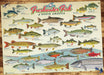 Freshwater Fish of North America 1000pc puzzle - Saltire Games