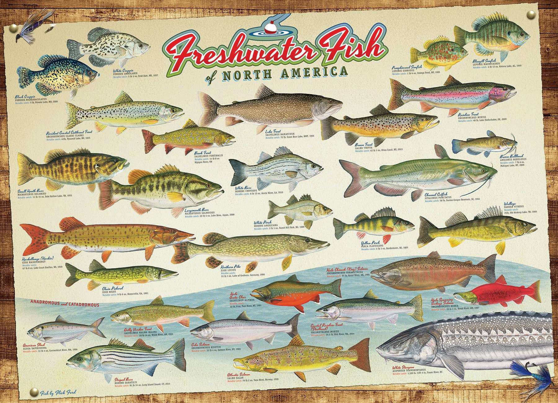 Freshwater Fish of North America 1000pc puzzle - Saltire Games