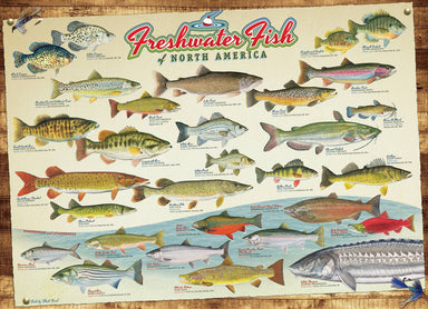 Outset Games and Cobble Hill Puzzles Freshwater Fish of North America 1000pc puzzle