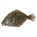 Toys - Plush Real Planet Brown Halibut 19"