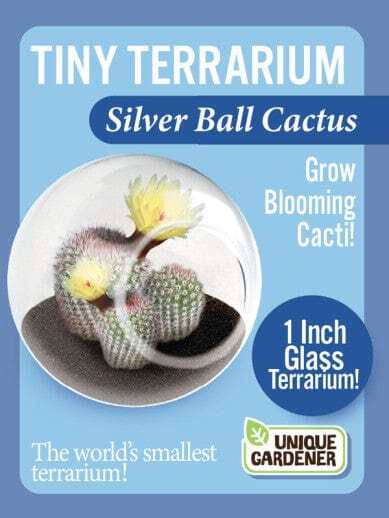 Tiny Terrarium Cacti - Silver Ball Cactus - Saltire Games