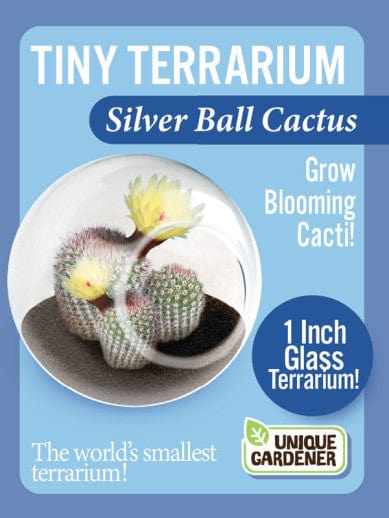 Tiny Terrarium Cacti - Silver Ball Cactus - Saltire Games