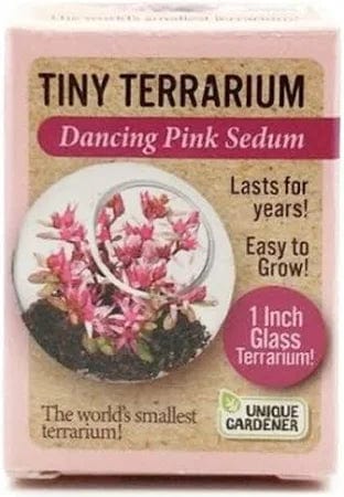 Tiny Terrarium Sedum - Dancing Pink Sedum - Saltire Games