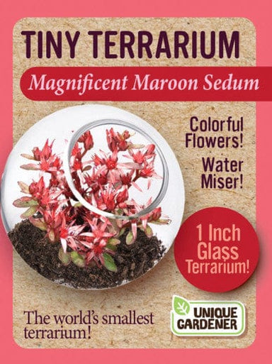Tiny Terrarium Sedum - Magificent Maroon Sedum - Saltire Games