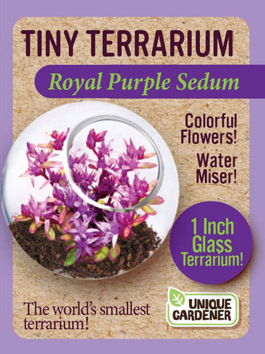Tiny Terrarium Sedum - Royal Purple Sedum - Saltire Games
