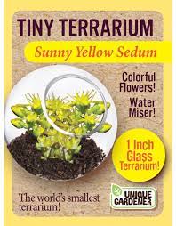 Tiny Terrarium Sedum - Sunny Yellow Sedum - Saltire Games