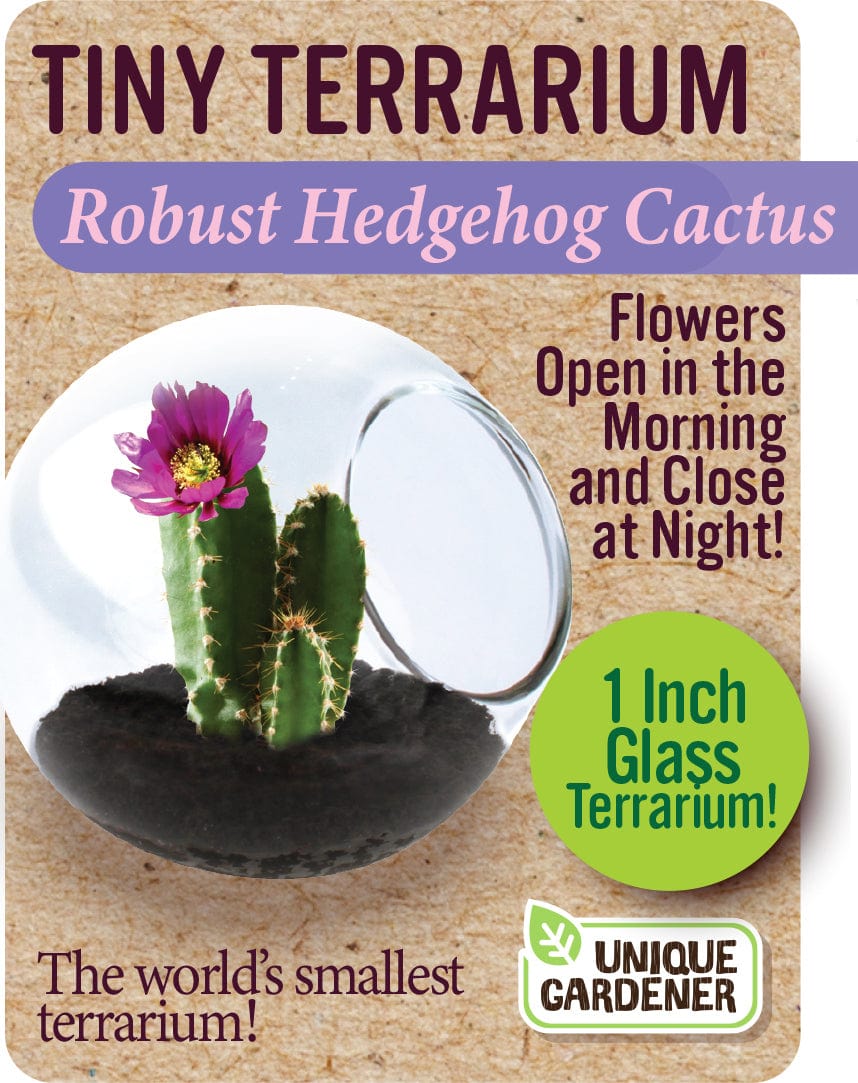 Robust Hedgehog Cactus - Saltire Games