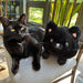 Mini Squishable Black Kitty - Saltire Games