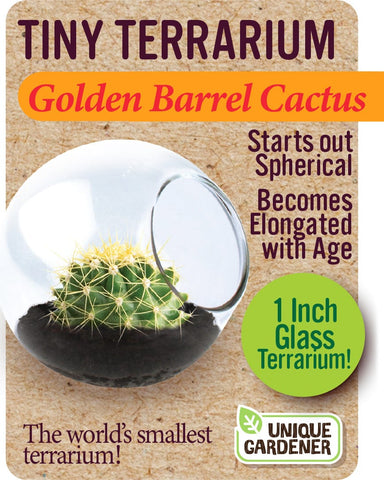 Golden Barrel Cactus - Saltire Games