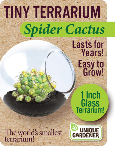 Spider Cactus - Saltire Games